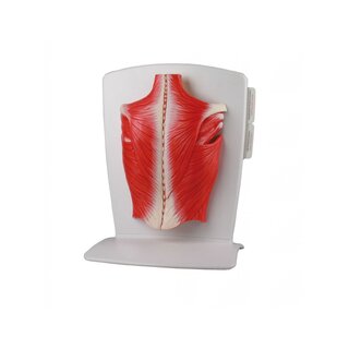 Modèle de la musculature du dos en 4 parties
