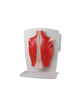 Modèle de la musculature du dos en 4 parties