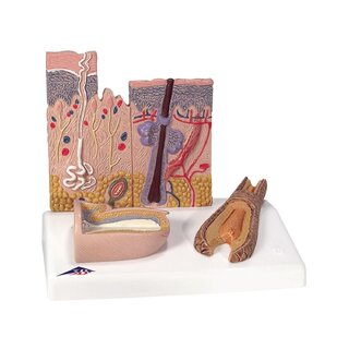 Modèle de peau et modèle d'ongle