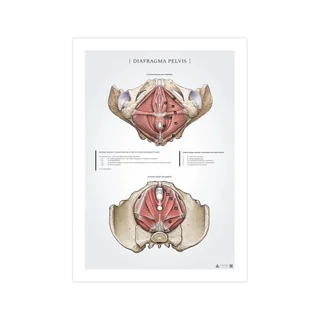 Affiche sur le diaphragme pelvien - le plancher pelvien féminin