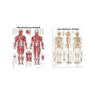 Ensemble de planches anatomiques - Muscles et squelette