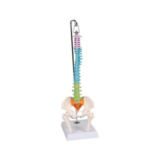 Colonne vertébrale miniature, didactique