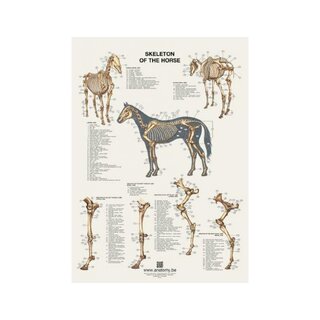 Affiche squelette de cheval 60x80 cm