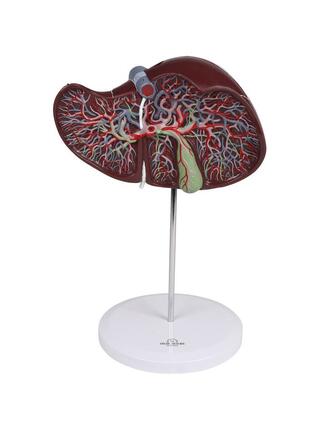 Anatomie du foie humain, 1,5 fois la taille naturelle