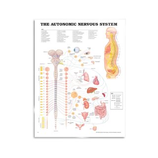 Affiche sur les éléments du système nerveux autonome