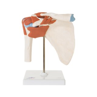 Modèle d'épaule flexible avec ligaments et surfaces articulaires colorées