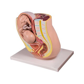Bassin de grossesse avec foetus à la 32e semaine de grossesse, 2 parties