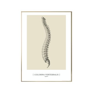 Affiche d'art anatomique - CLASSIC1