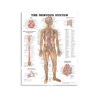 Anatomie - Nerfs et système nerveux