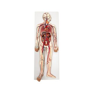 Modèle du système cardiovasculaire