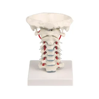 Colonne cervicale avec support