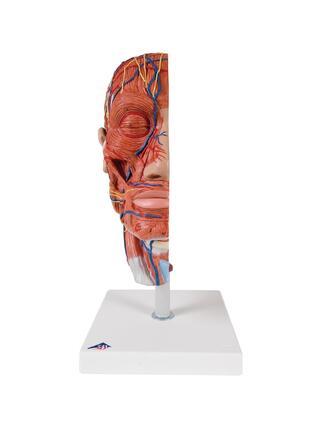 modèle musculaire de la tête et du cou