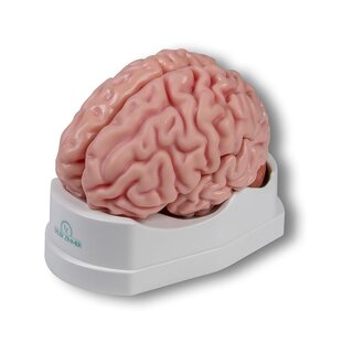 Modèle anatomique du cerveau, grandeur nature, 5 parties