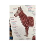 Affiche Musculature du chien 70x100 cm