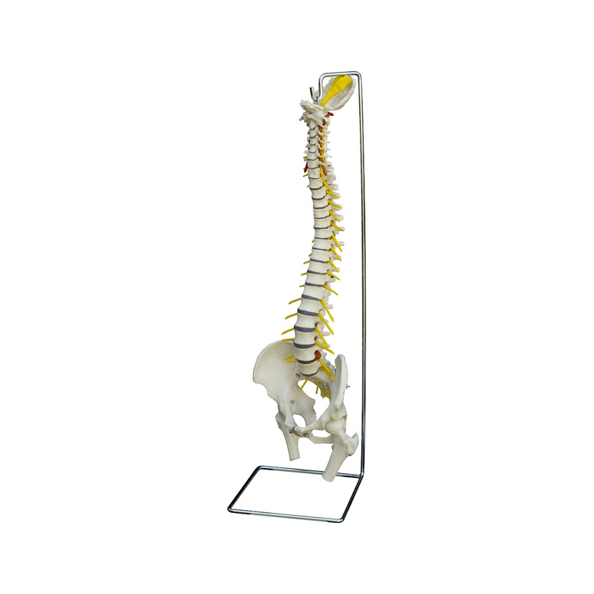 Rüdiger Anatomie - Modèle colonne vertébrale