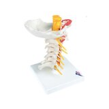 Modèle des vertèbres cervicales