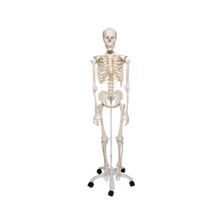 Modèle squelette extra robuste