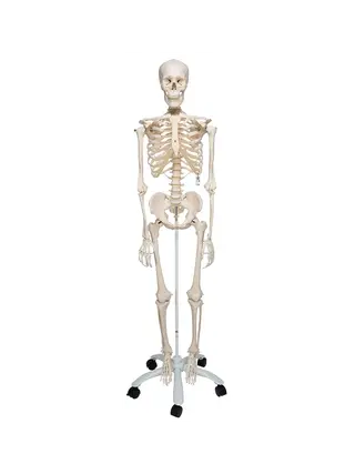 Modèle squelette extra robuste