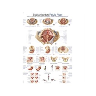 Anatomie du plancher pelvien du bassin 70x100 cm anglais et allemand, latin plastifié