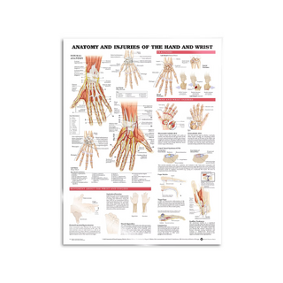 Affiche - Anatomie et pathologie de la main et du poignet