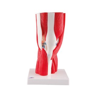 Modèle de genou avec muscle en 12 parties