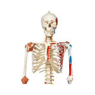 Modèle de squelette avec colonne vertébrale mobile, nerfs spinaux, ligaments, etc.
