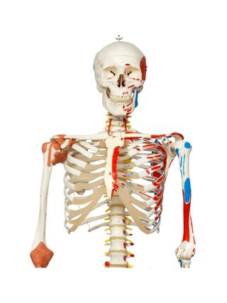 Modèle de squelette avec colonne vertébrale mobile, nerfs spinaux, ligaments, etc.