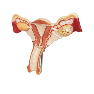 Modèle anatomique des organes génitaux féminins
