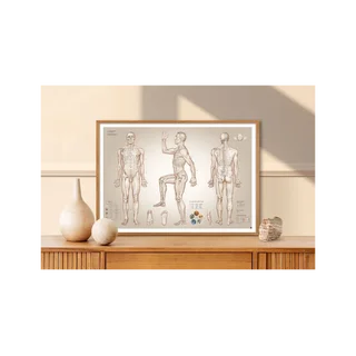 Affiche d'acupuncture points d'acupuncture - 100x70 cm