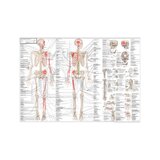 Anatomie du système musculo-squelettique suédois et latin