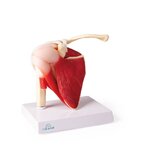Modèle d'épaule avec muscles et ligaments