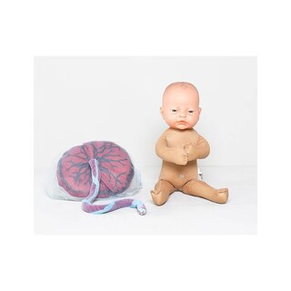 Poupée foetale avec placenta et cordon ombilical. Taille correspondant à celle d'un nouveau-né.