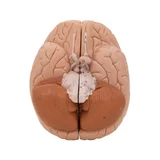 Moulage classique du cerveau réel