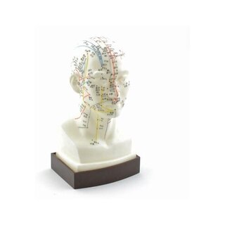 Tête de modèle d'acupuncture