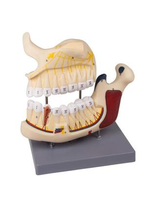 Modèle de mâchoire supérieure et inférieure chez le dentiste