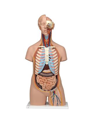 Modèle de torse détaillé sans genre avec 15 parties amovibles (cerveau détaillé et dos ouvert)