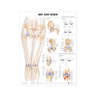Anatomie - Hanche-genou