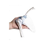 Articulation de l'épaule avec ligaments et support