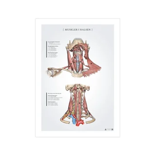 Affiche anatomique des muscles du cou 50x70mm