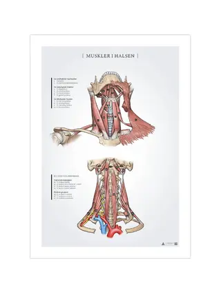 Affiche anatomique des muscles du cou 50x70mm