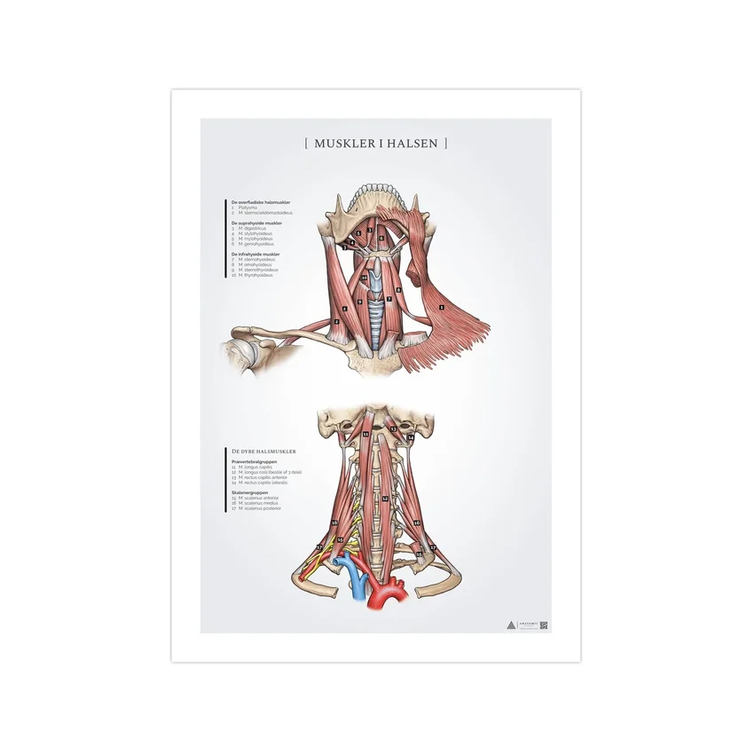 Affiche anatomique des muscles du cou 50x70mm
