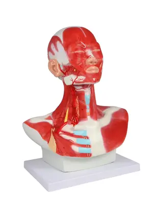 Muscles de la tête, du cou et de la poitrine - 1 partie