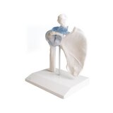 Articulation de l'épaule avec ligaments et support