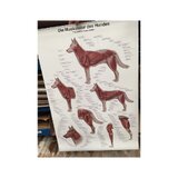 Affiche Musculature du chien 70x100 cm