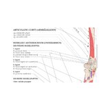 Anatomie du système musculo-squelettique suédois et latin