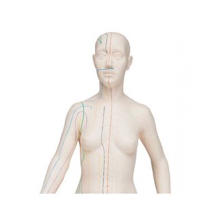 Modèle d'acupuncture 70 cm - Femme