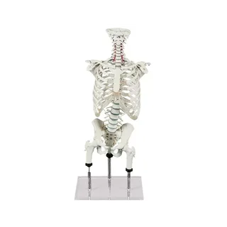 Colonne vertébrale pour démontrer les erreurs de posture